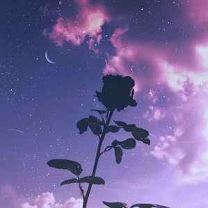 Meet your Posher, Bella